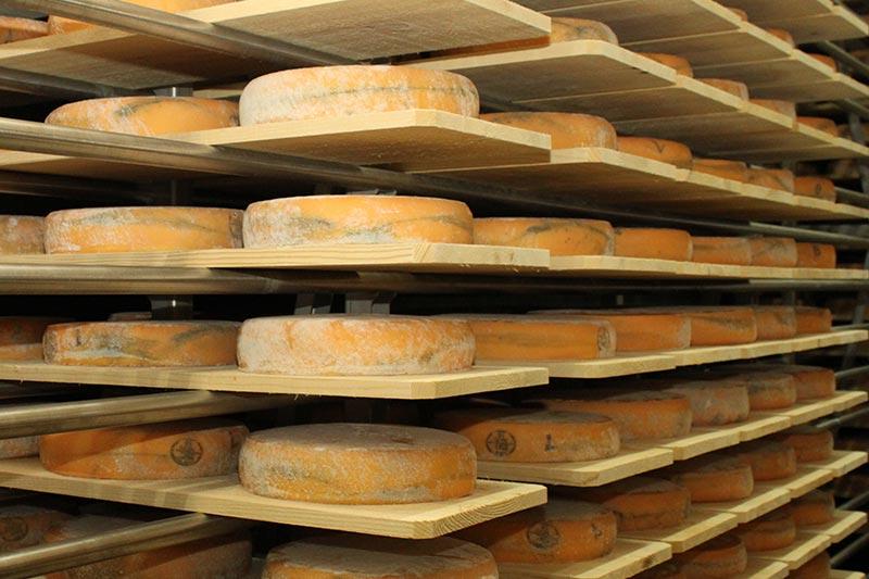 Affinage des Morbiers à la fromagerie Monnin à Chantrans dans le Doubs